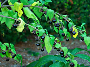 atropa_belladonna