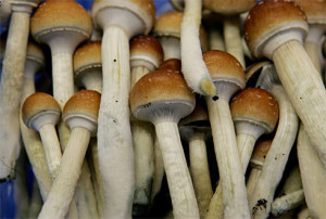 mushroomsx-large