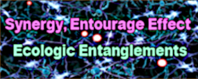 synergy & entourage effect